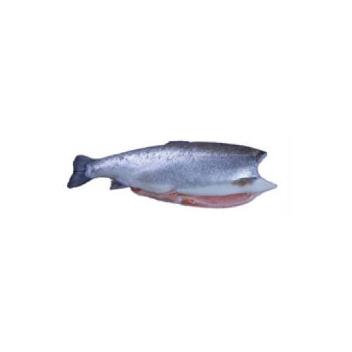 Turkish Salmon Trout – GROUP SAGUN