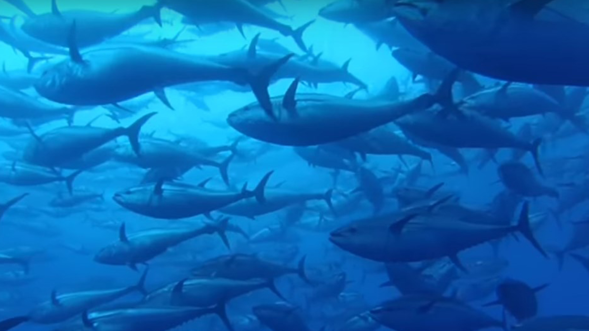 Tuna Fattening GROUP SAGUN